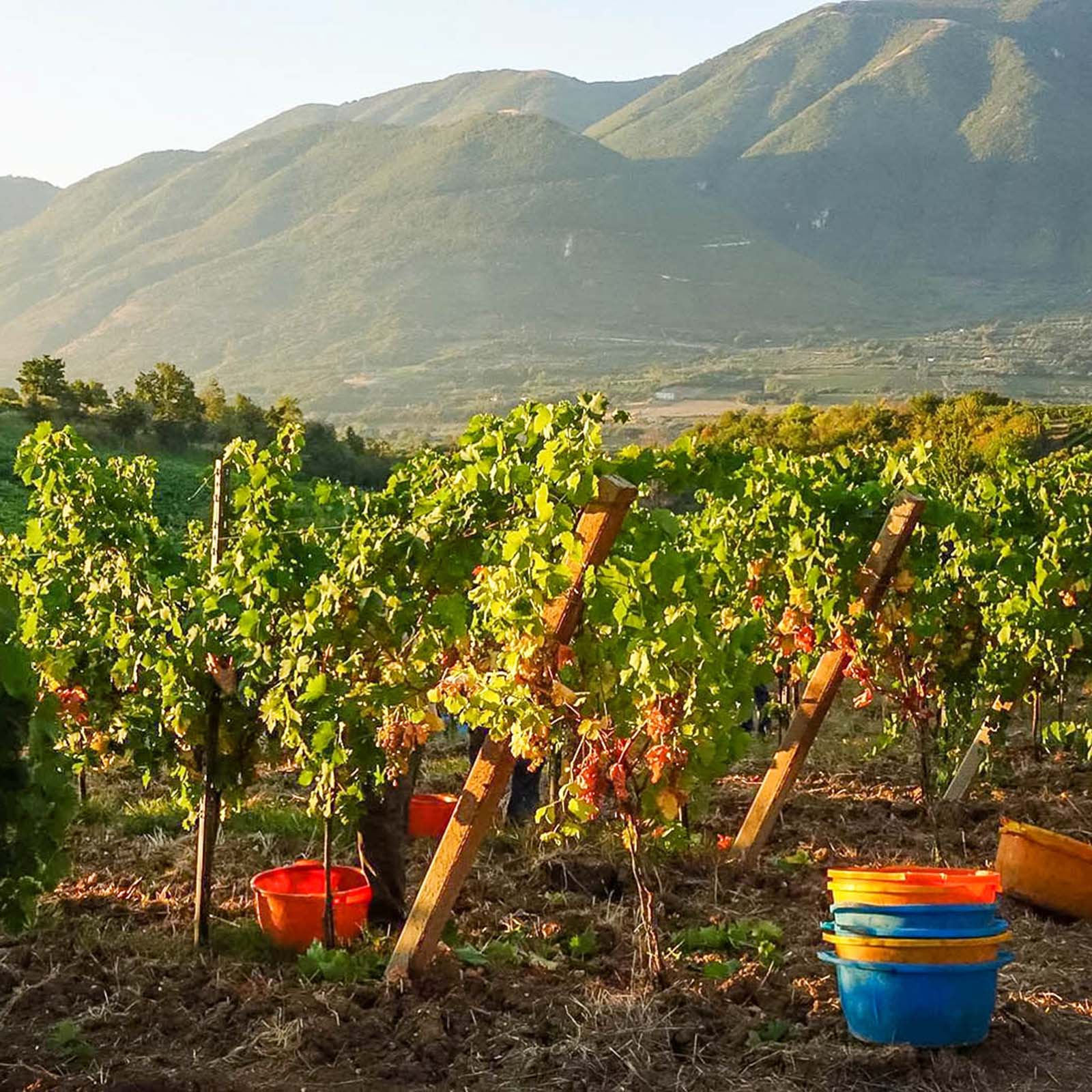 Falanghina Spumante Janare Brut