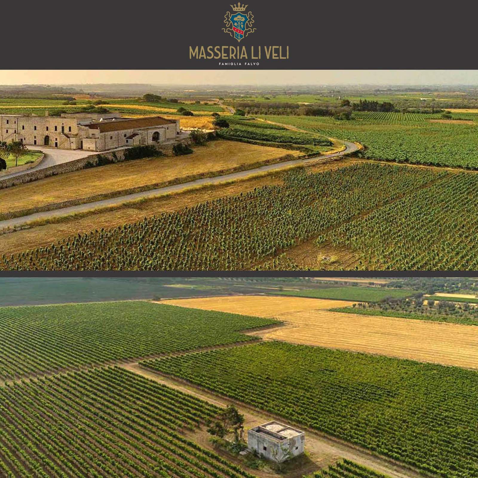 6er-Sparpaket Primitivo Salento 2024 Orion