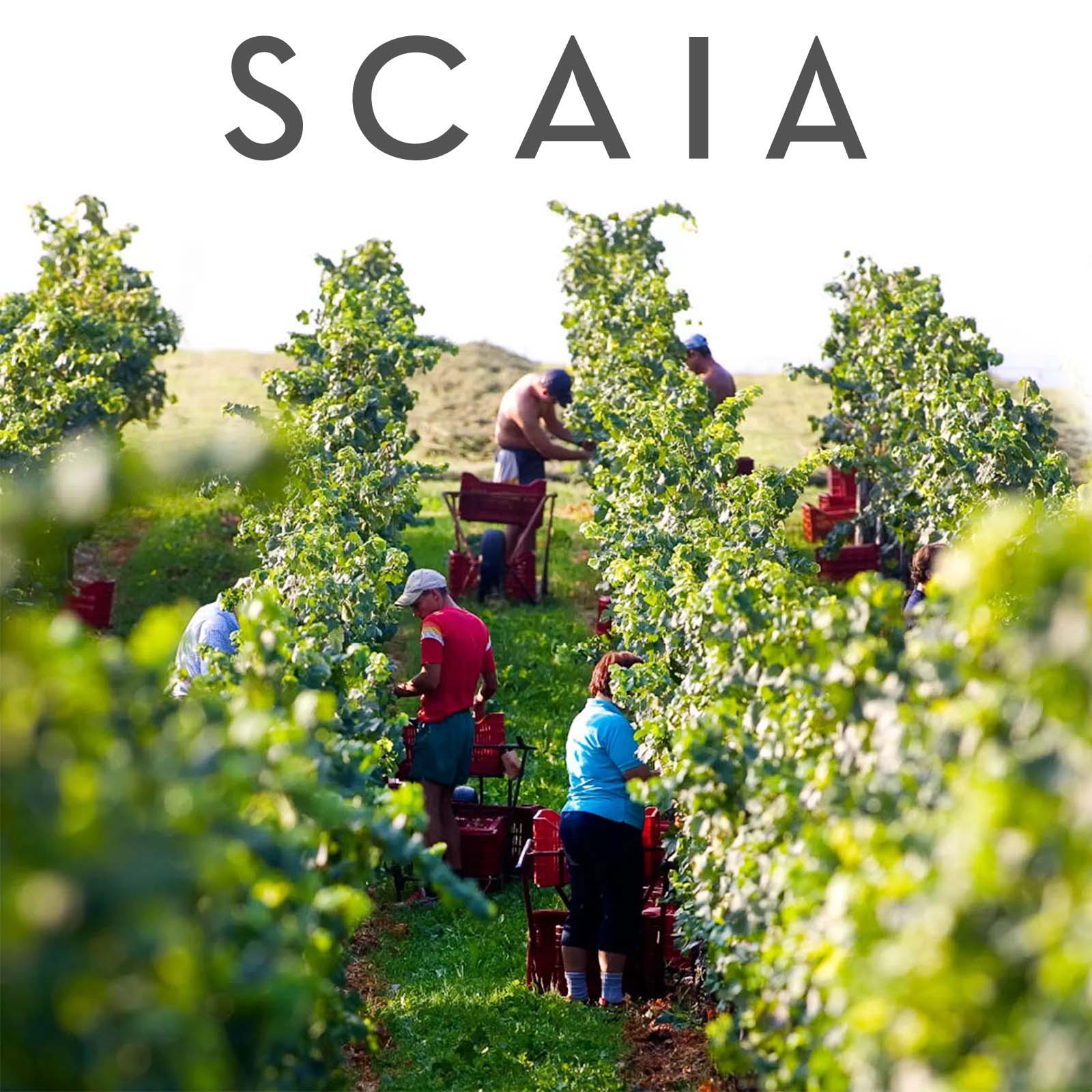 6er-Sparpaket Scaia Rosso 2021 Paradiso